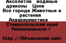 Аксолотли / водяные драконы › Цена ­ 500 - Все города Животные и растения » Аквариумистика   . Ставропольский край,Невинномысск г.